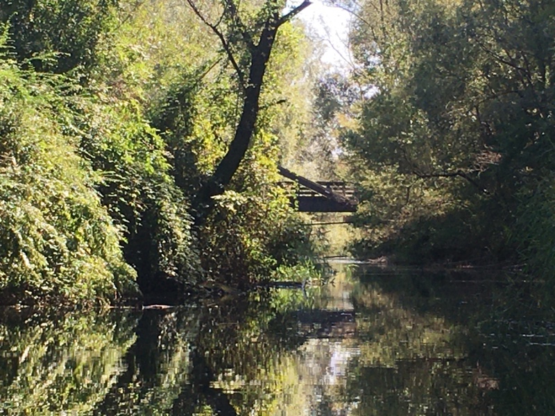 Dichtes Grün am Kanal im Naturreservat Fondo Toce